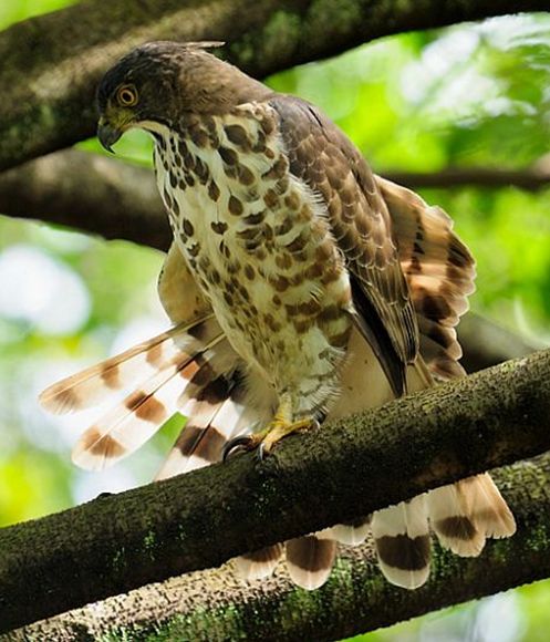 鳳頭鷹尼亞斯島亞種