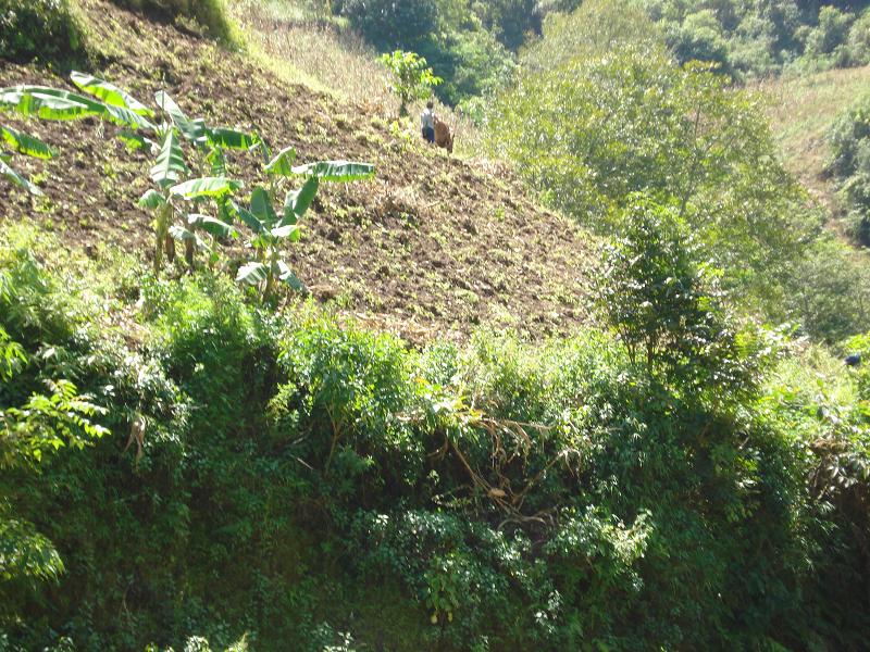 蘆蒿壩自然村山地