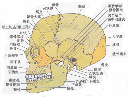 側腦骨