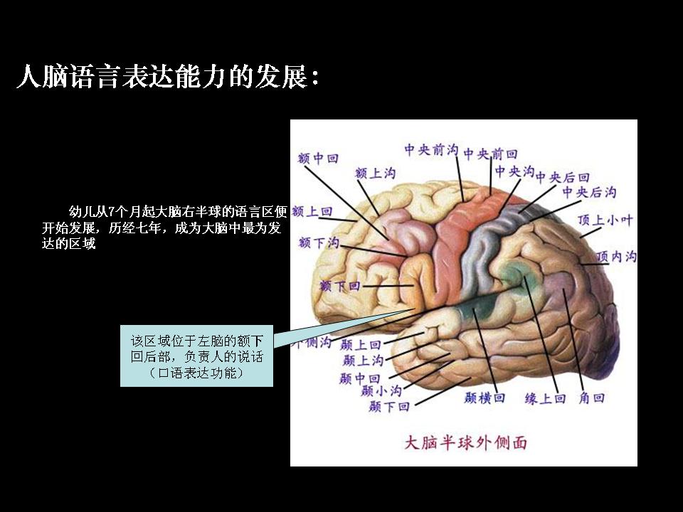 1、該體系認為人的大腦發育具有不對等性