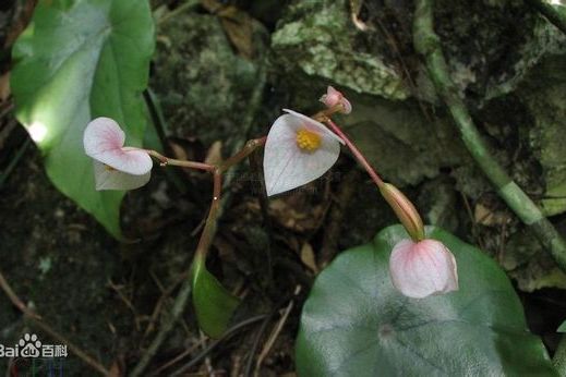 折瓣苔屬