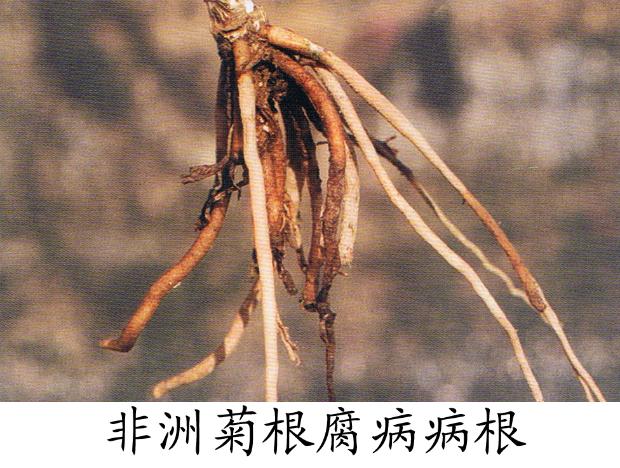 非洲菊根腐病