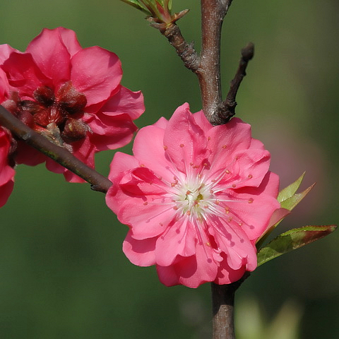 桃花(薔薇科桃李屬植物)