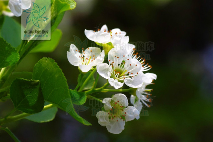 圓葉組(薔薇科櫻屬圓葉組)