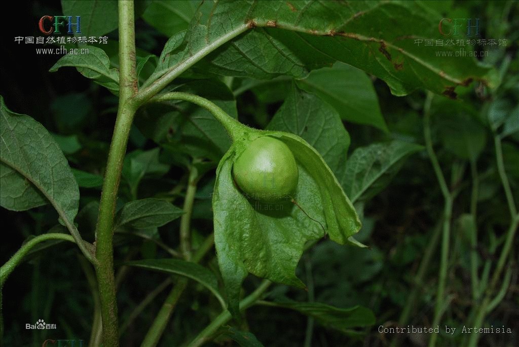 三分三(管狀花目茄科植物)