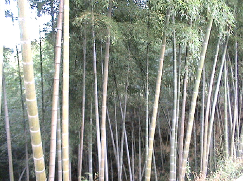 東嶺後村毛竹林