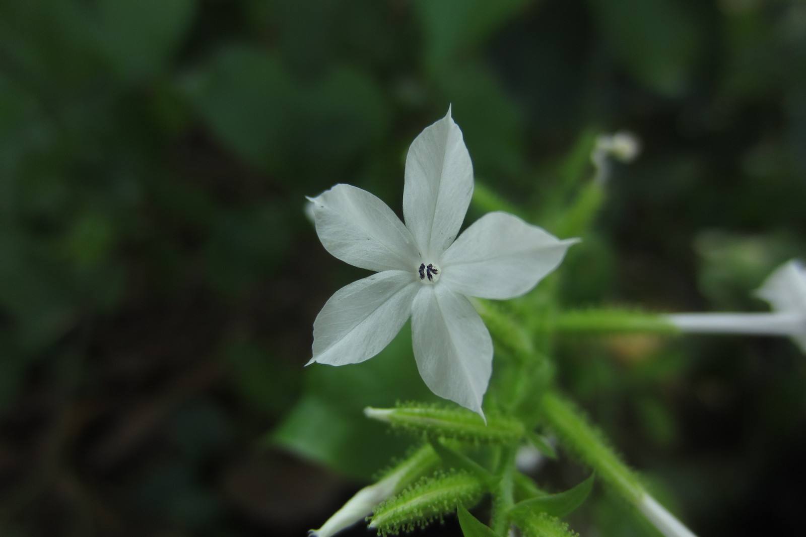 白花丹族