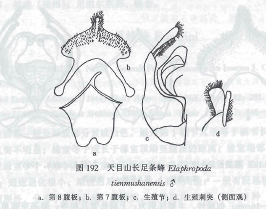 天目山長足條蜂