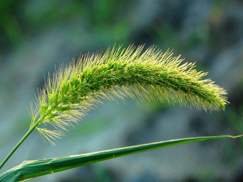 莠狗尾巴草