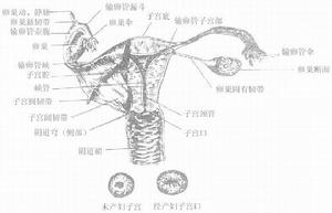 子宮腔