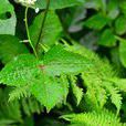 短果茴芹(大葉芹)