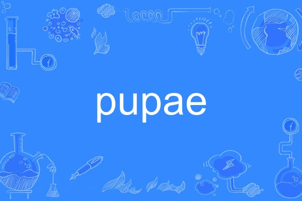 pupae