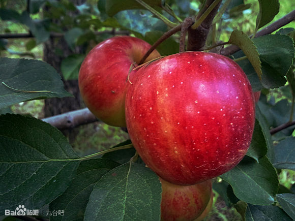 金紅蘋果