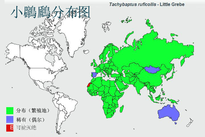 小鸊鷉分布圖