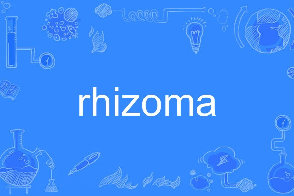 rhizoma