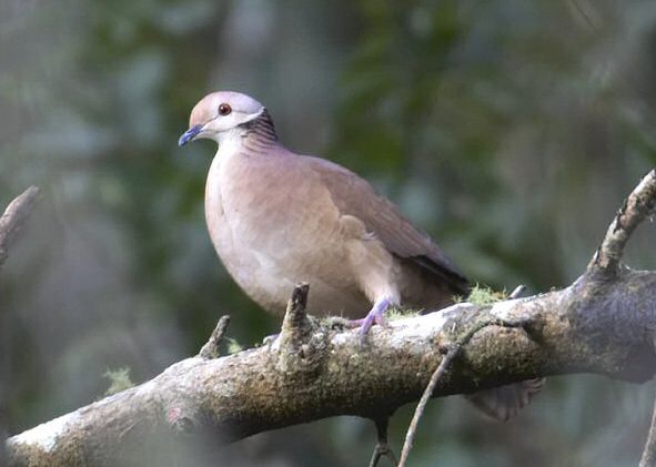 白臉鶉鳩