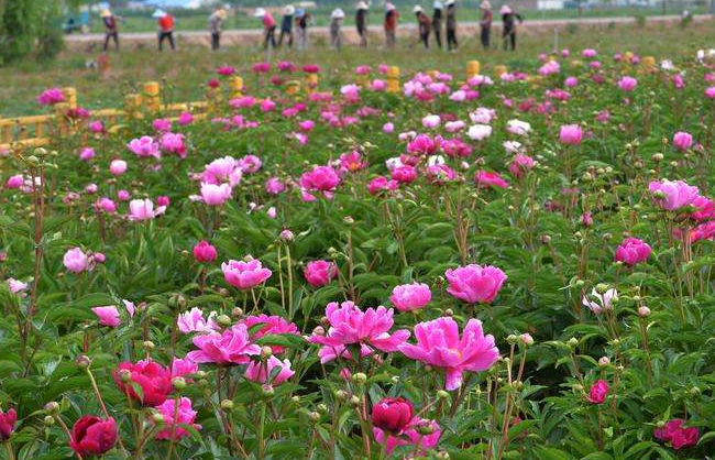 中華油芍藥