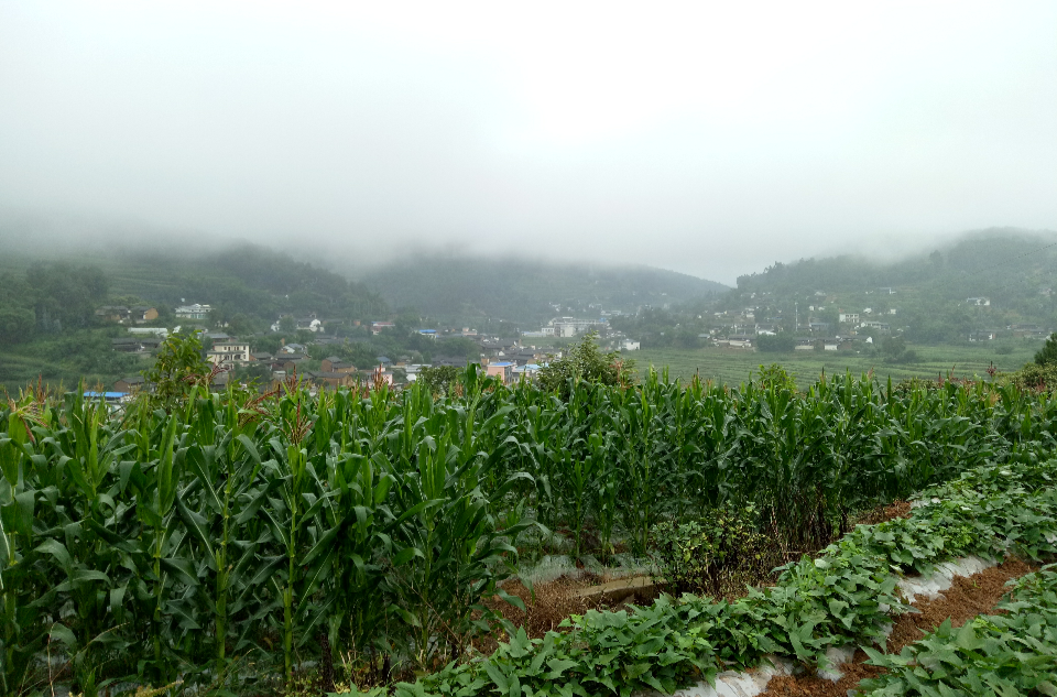 楊柳村(雲南省施甸縣老麥鄉楊柳村)