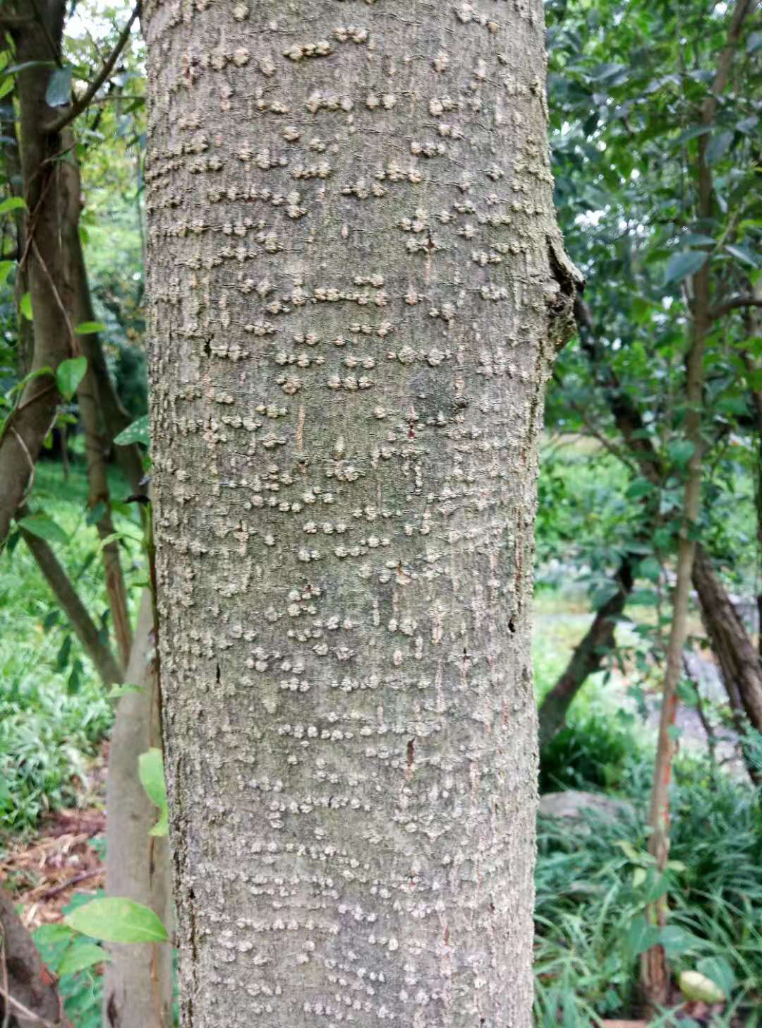 桂花外皮凸起圓形皮孔