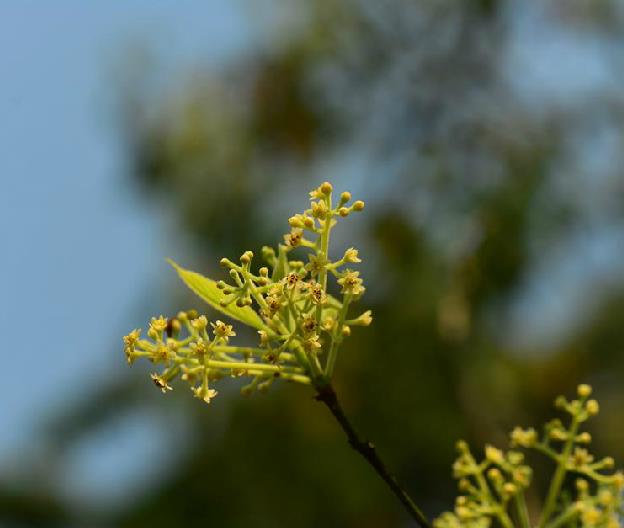 細毛樟花