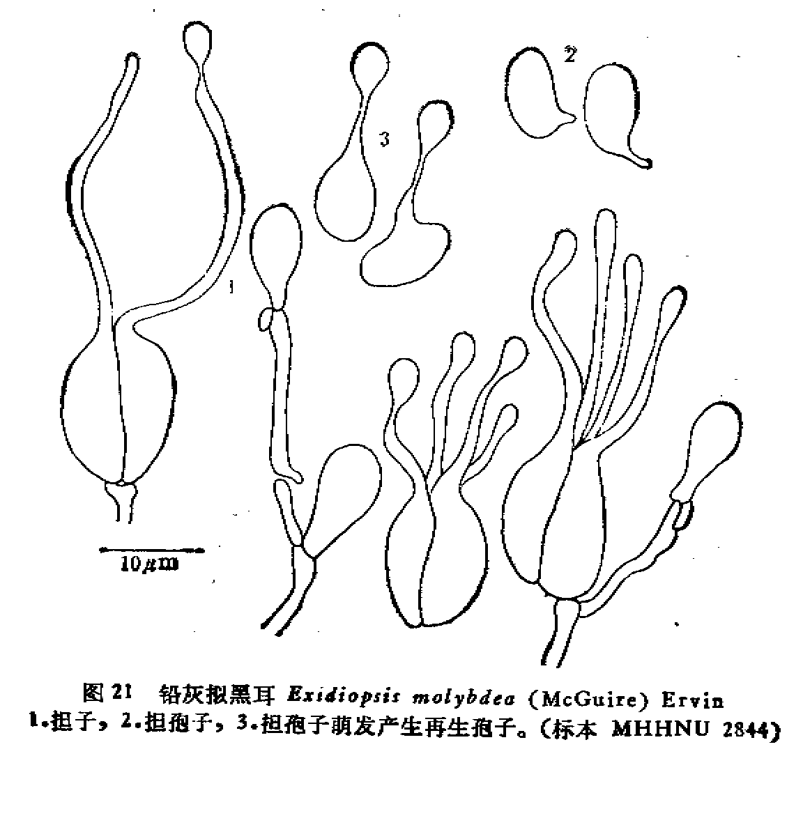 鉛灰擬黑耳