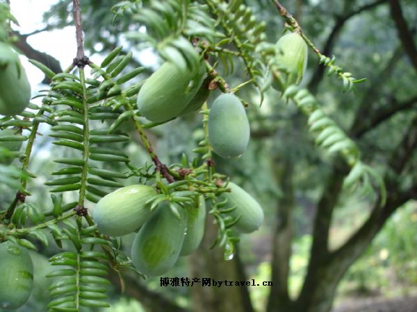 東陽香榧