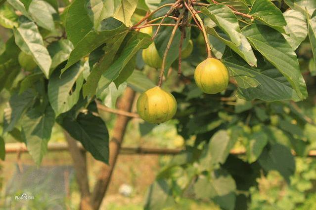 麻瘋樹寧蒗家系05號