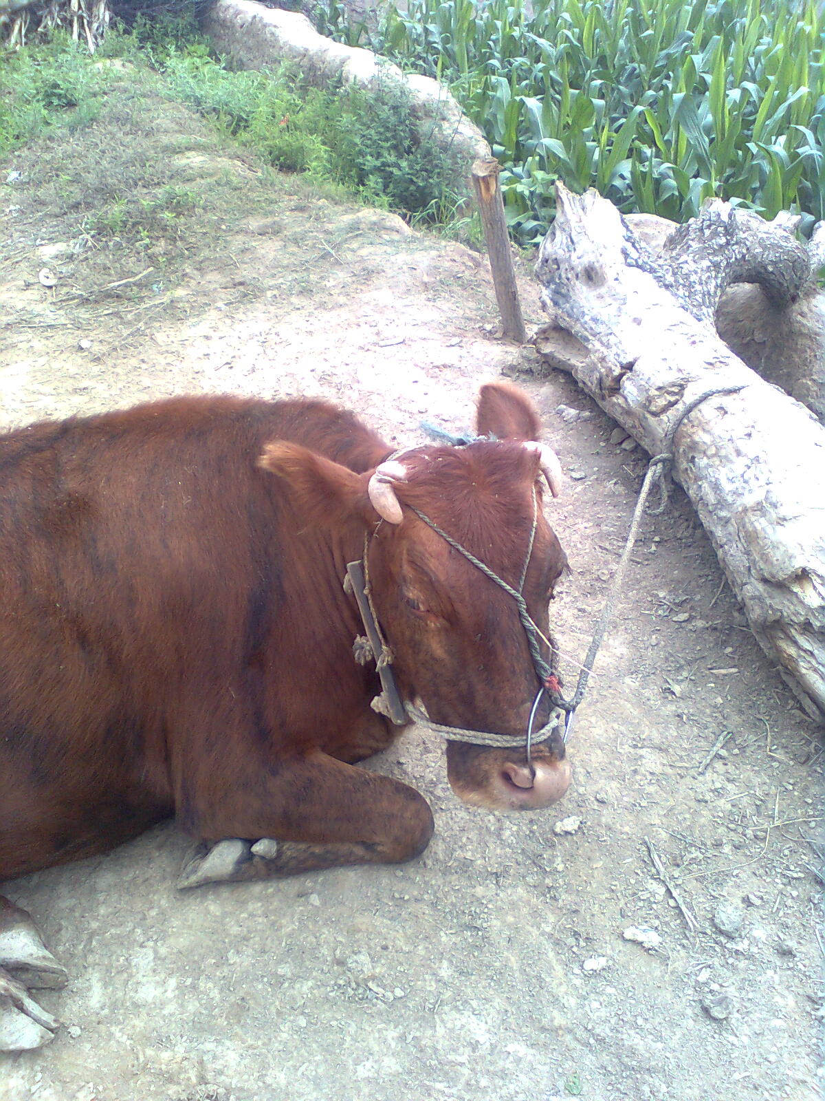 黃牛臥村頭