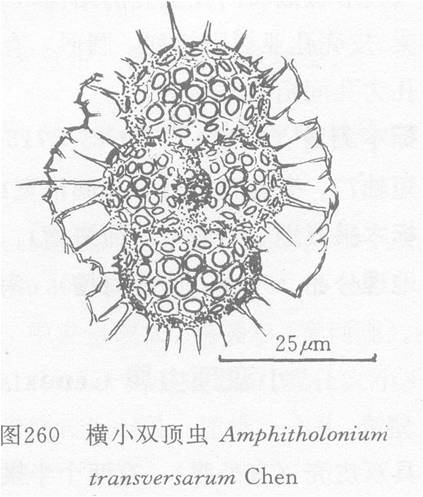 橫小雙頂蟲