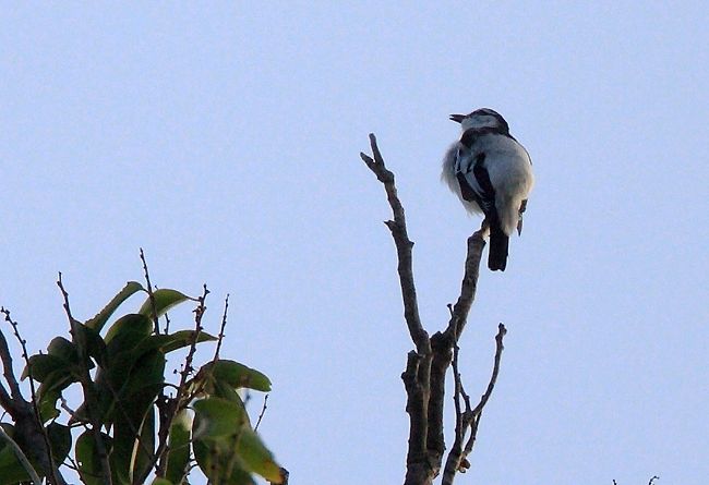 白腰鳴鵑鵙