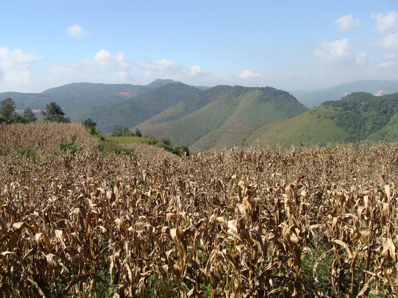 新育村玉米地