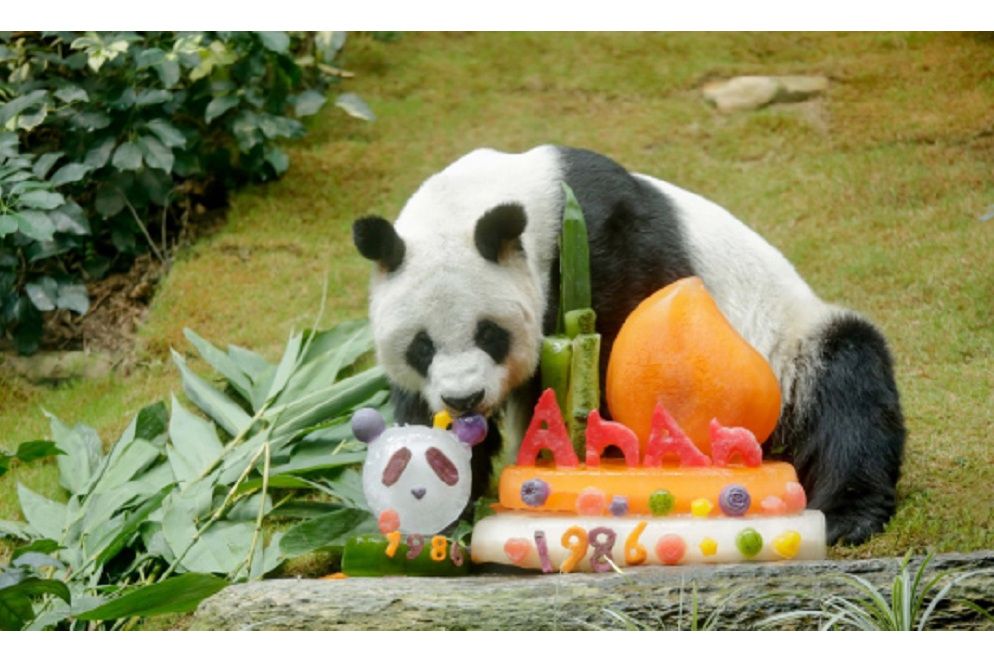 大熊貓安安(1986年出生於四川寶興縣野外的雄性大熊貓)