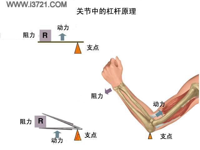 槓桿原理(物理學力學定理)