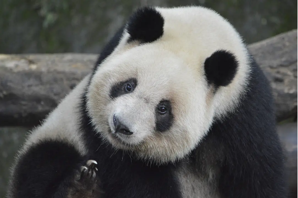 大熊貓丁丁(2015年生於重慶動物園的雌性大熊貓)