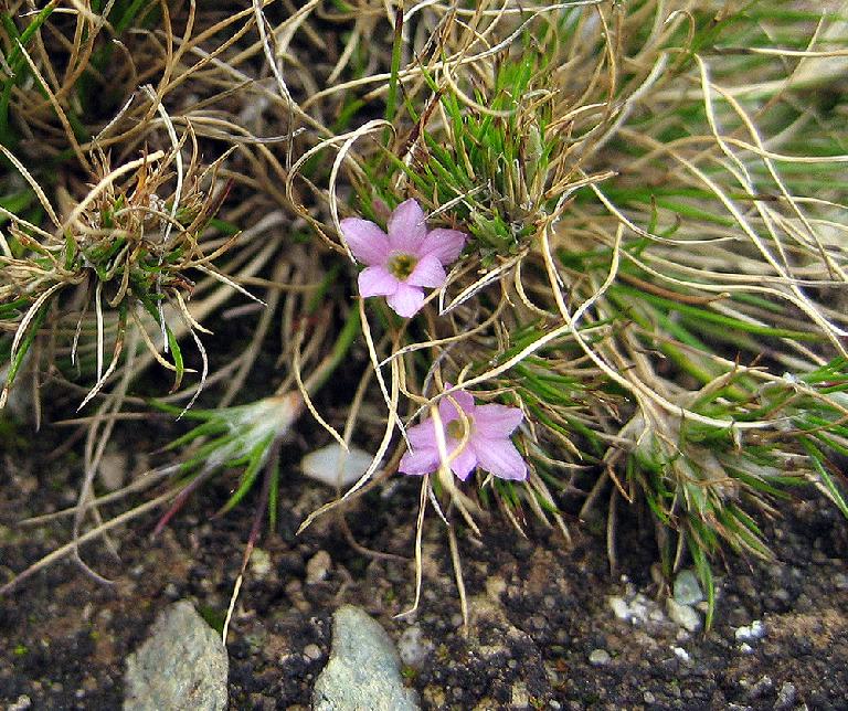 芒苞草屬