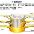 脊髓癱瘓