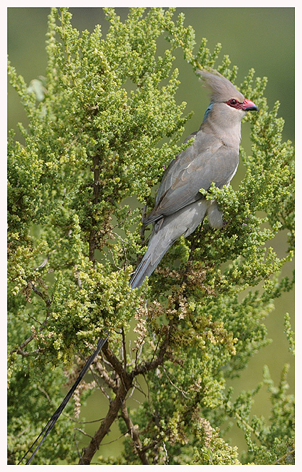 藍枕鼠鳥(圖5)