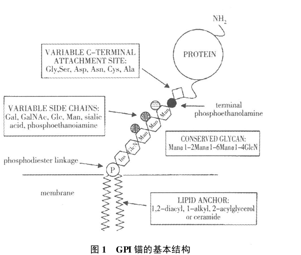 糖基磷脂醯肌醇