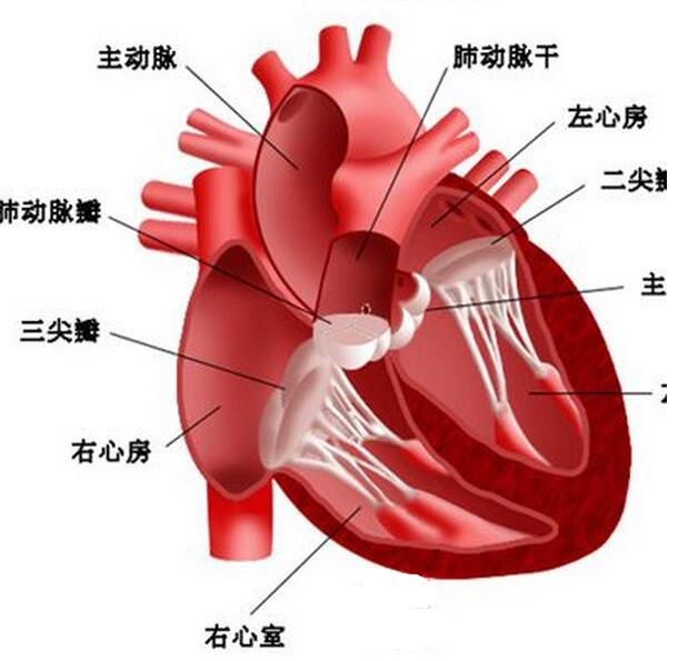 陣發性心房顫動