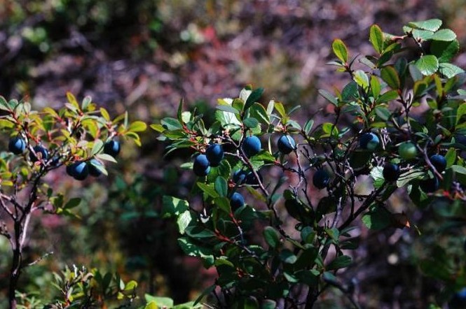 野生藍莓