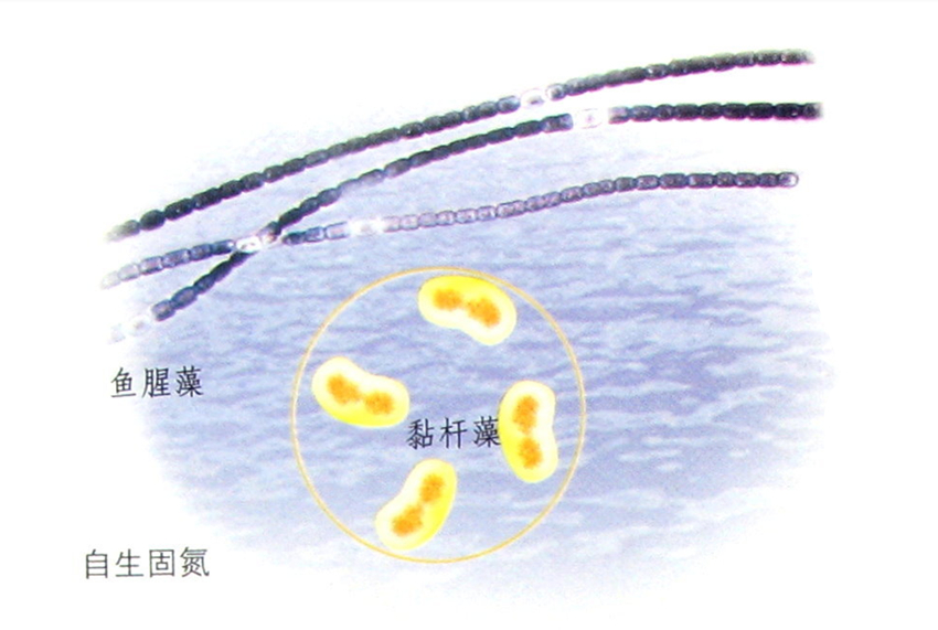 自生固氮微生物