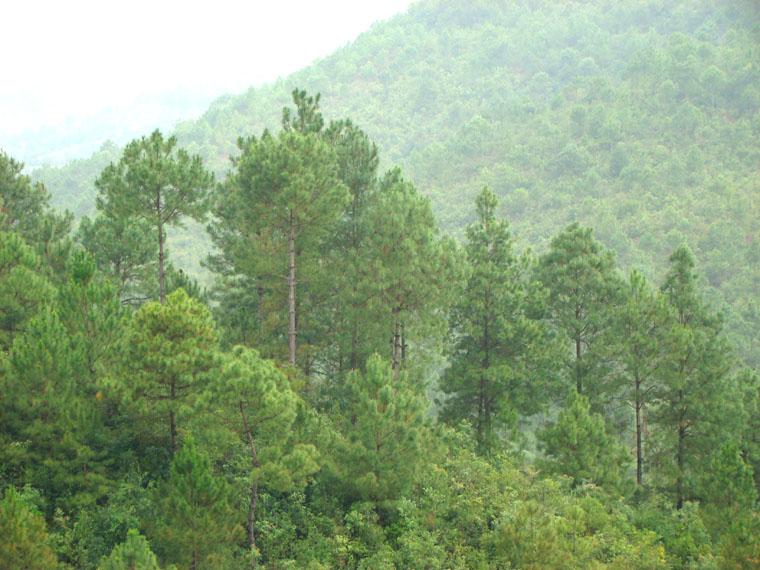 老街自然村(雲南省普洱市鎮沅縣振太鄉老街自然村)