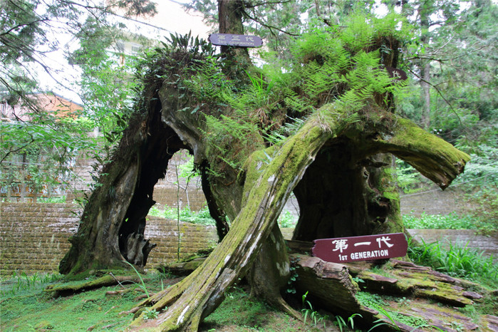 阿里山神樹