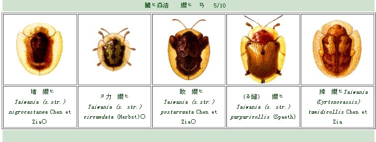 生理結構對比