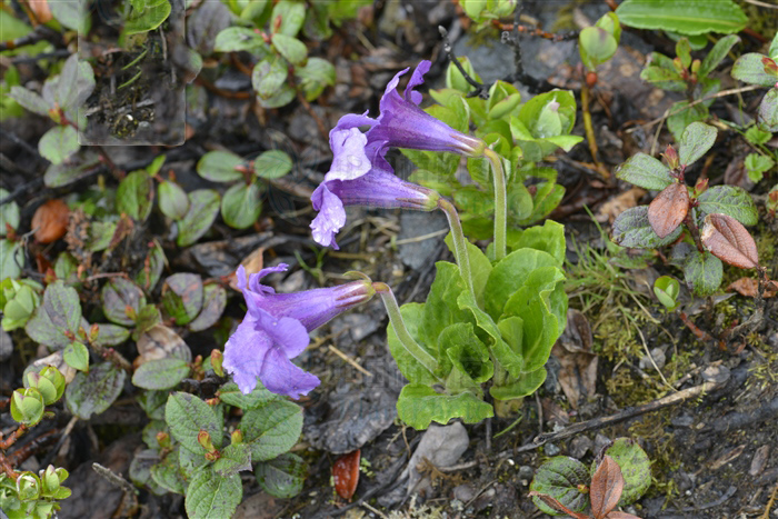 西藏獨花報春背面