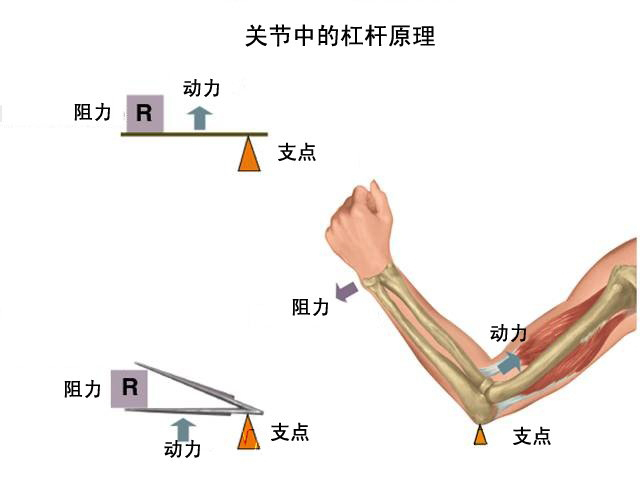 費力槓桿