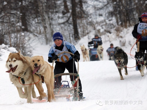 狗拉雪橇大賽(賽事)