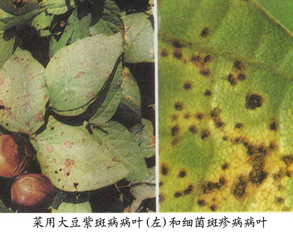 菜用大豆紫斑病