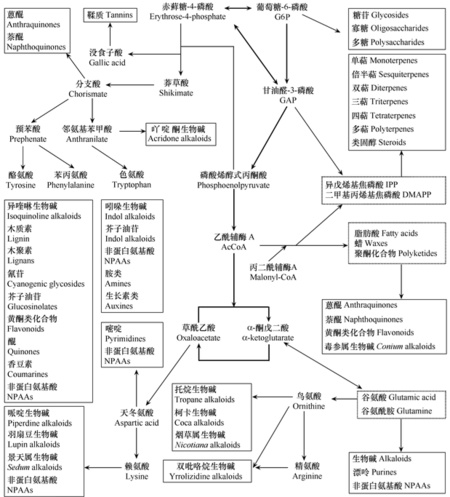 次生代謝產物