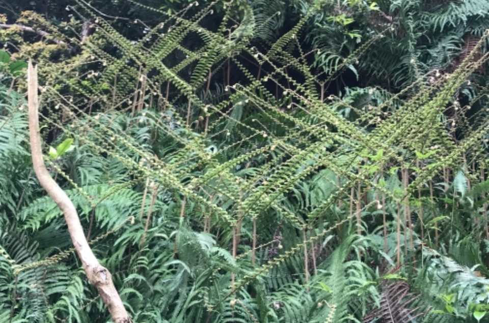 中華裏白(植物)